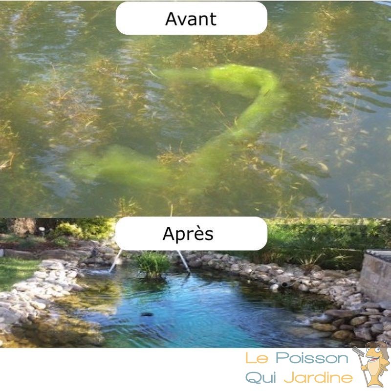 Anti-algues filamenteuses naturel pour bassins et piscines naturelles