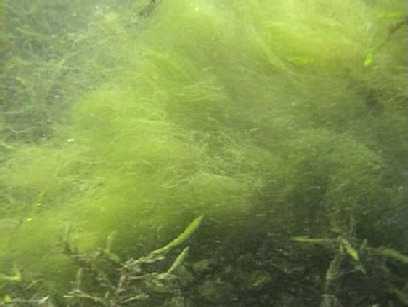 Algues vertes - Algues filamenteuses 